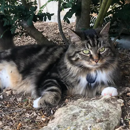 L'olivier